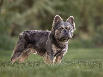 Blue fluffy French bulldog stud
