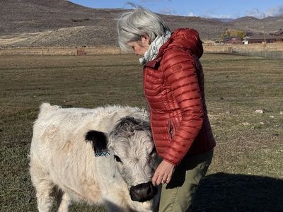 2yo Highlander White Park Heifer