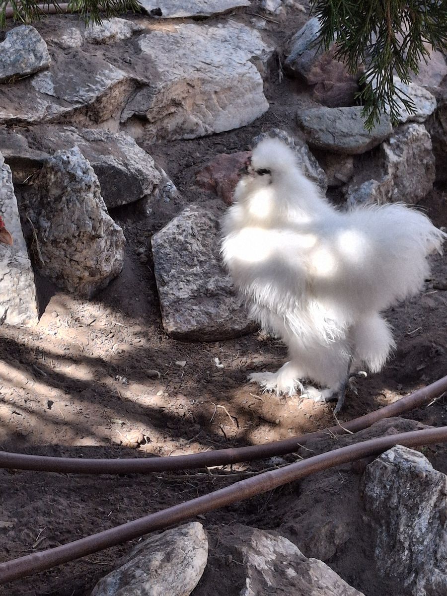 Silkie Rooster