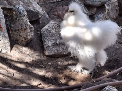 Silkie Rooster
