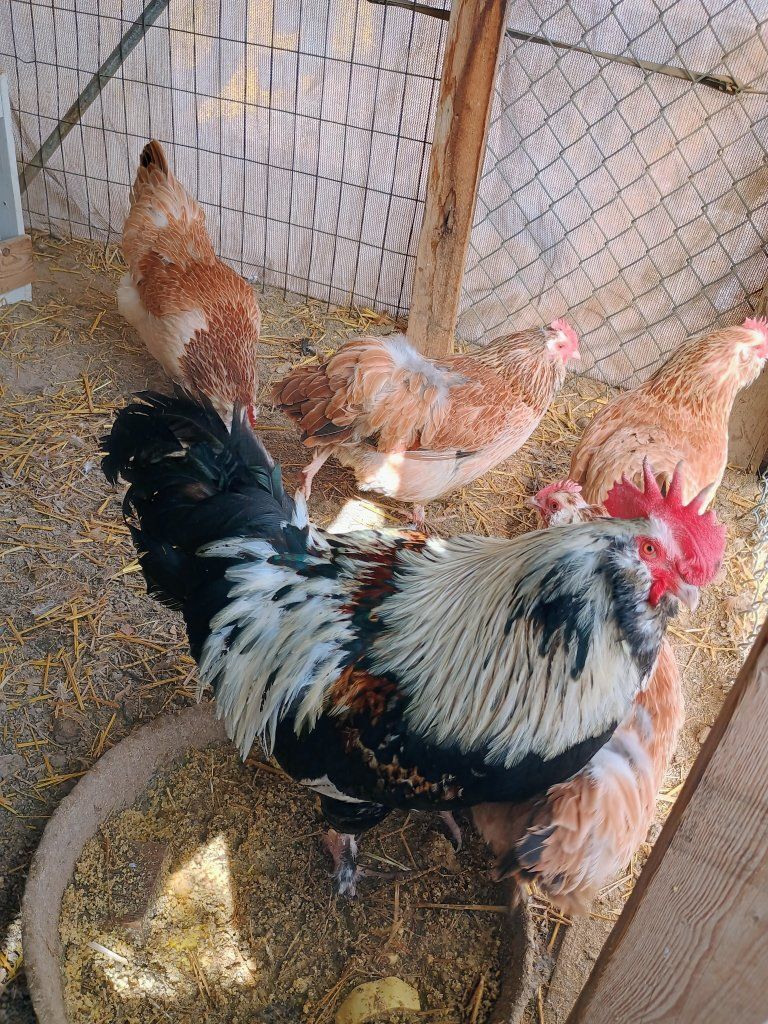 Salmon Favorelle Chicks 1 week old