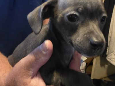 Chihuahua Puppies 12 wks old. $1,500 to $2,000 cash fcfs.