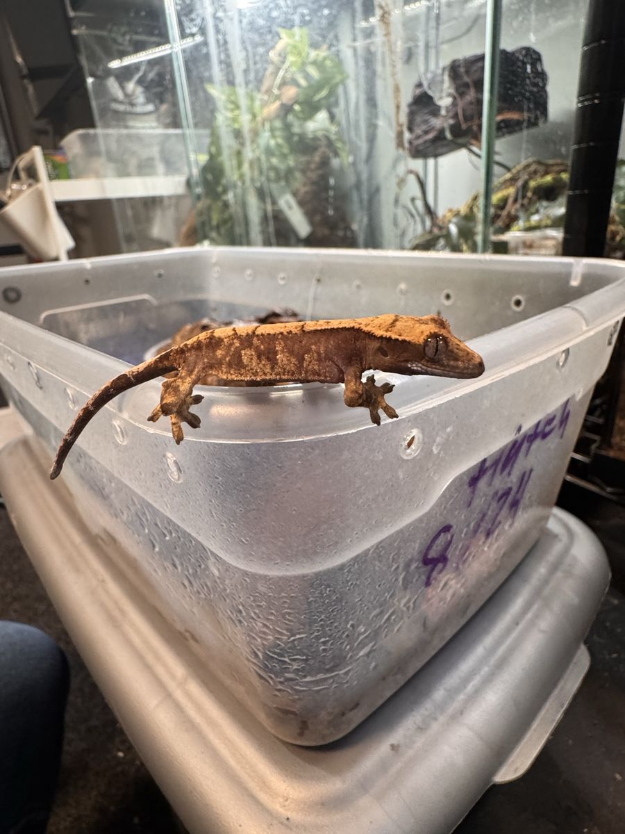 Crested Gecko - Flame / Harlequin Morph