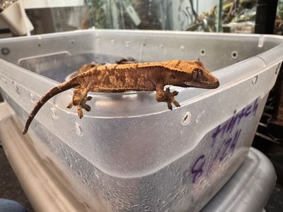 Crested Gecko - Flame / Harlequin Morph