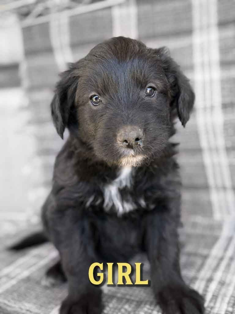 Adorable Giant Border Schnollie Puppies