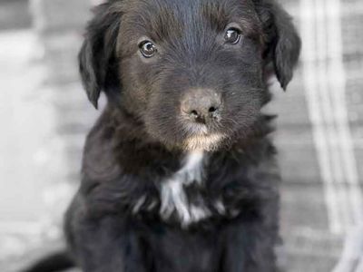 Adorable Giant Border Schnollie Puppies