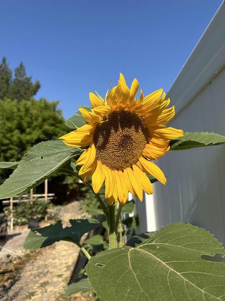 FREE Sunflower Seeds
