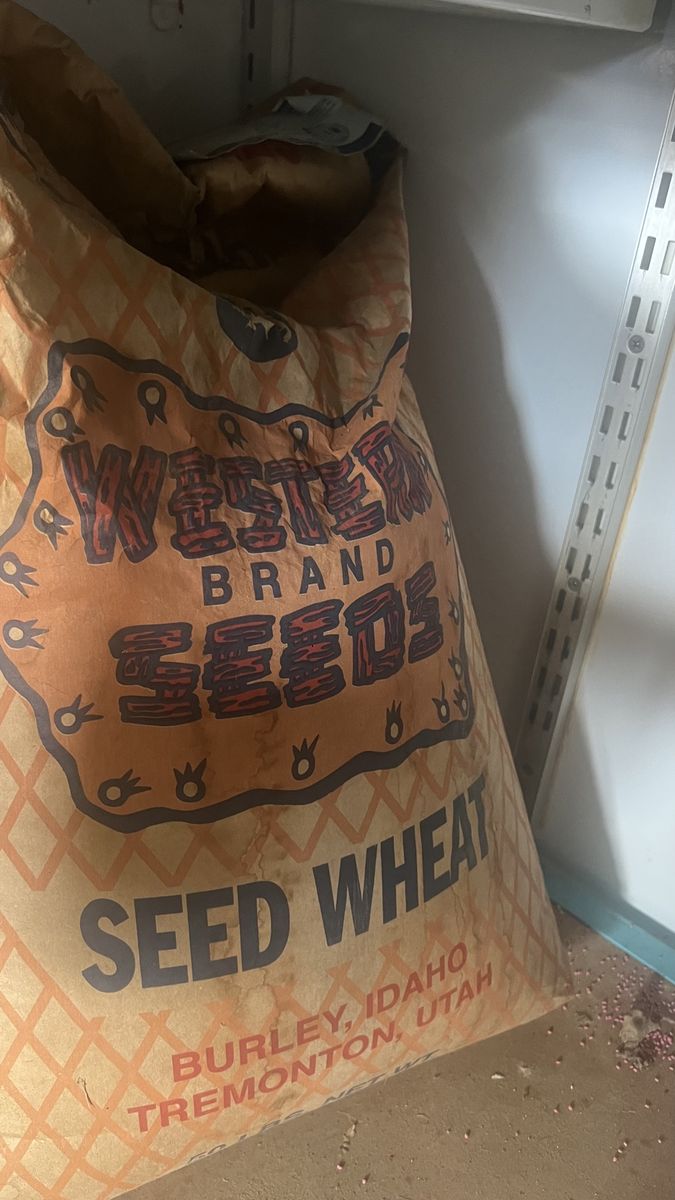 Wheat Seed