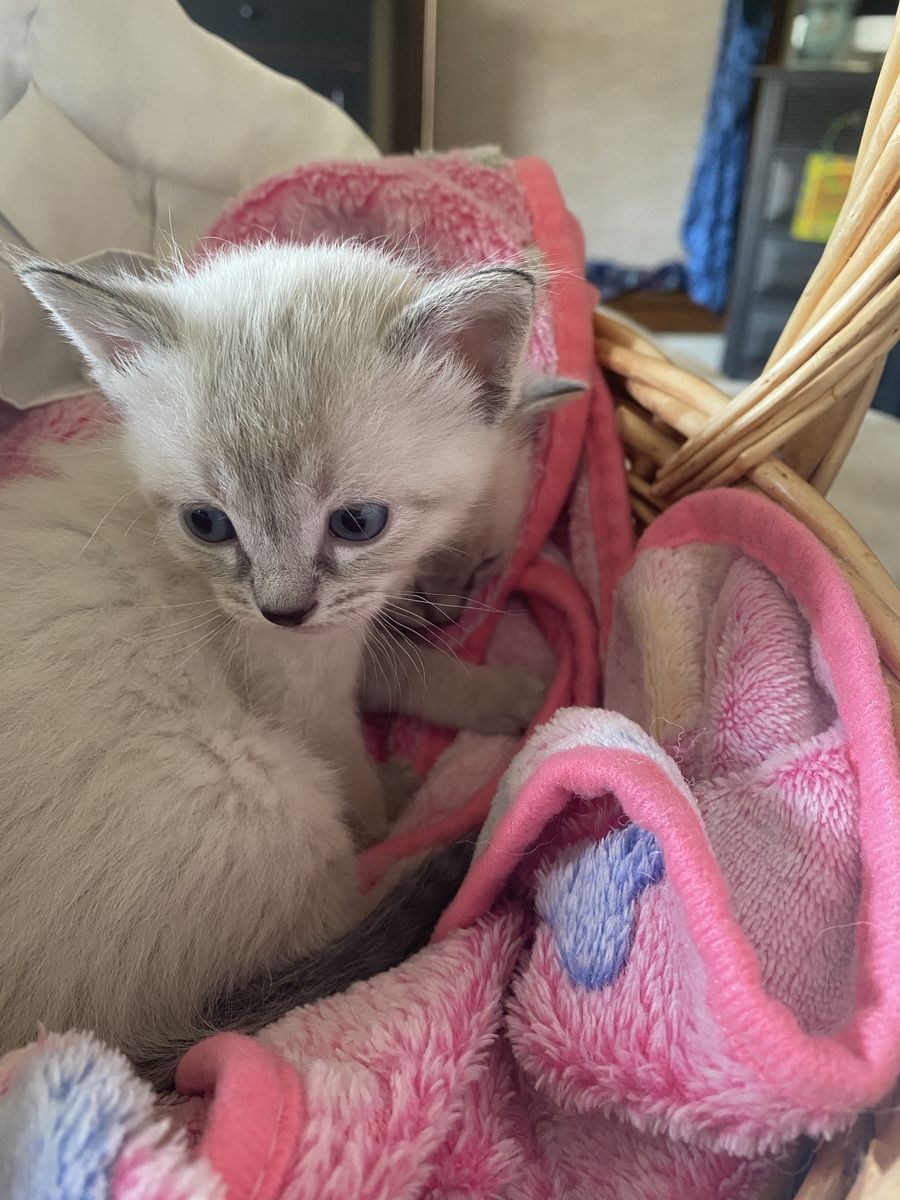 Adorable and Docile Ragdoll & Seal Point Mix Kittens