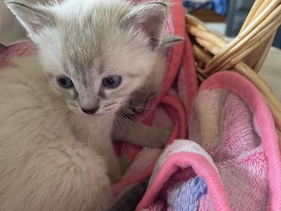 Adorable and Docile Ragdoll & Seal Point Mix Kittens
