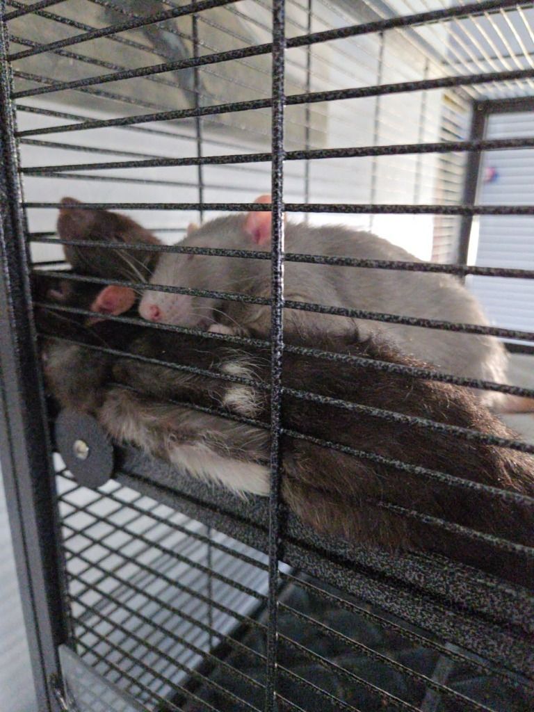 Male Bonded Rats