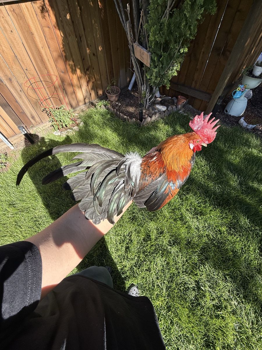 Gallo azteca con fenix