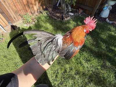 Gallo azteca con fenix