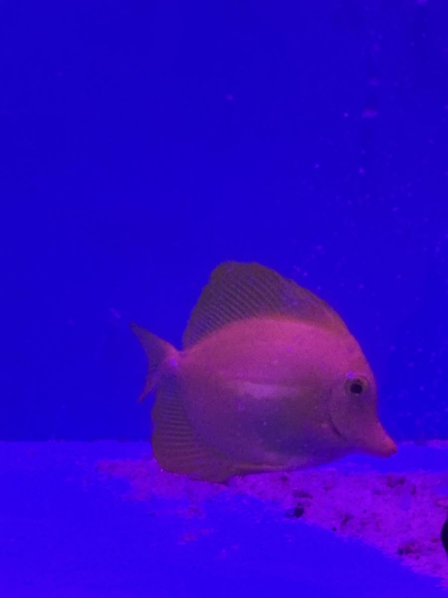 Yellow tang fish