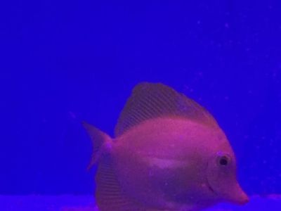Yellow tang fish