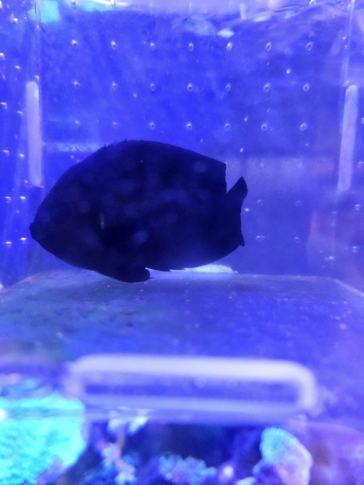 Black dwarf angelfish