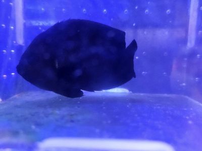 Black dwarf angelfish