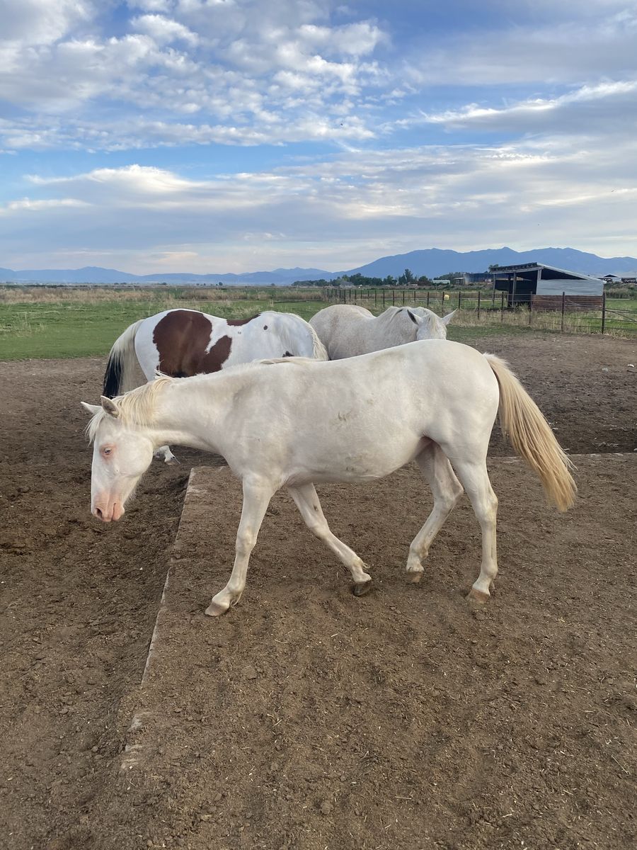 Grade Cremello Filly