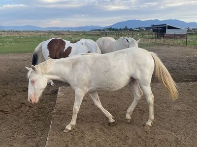 Grade Cremello Filly