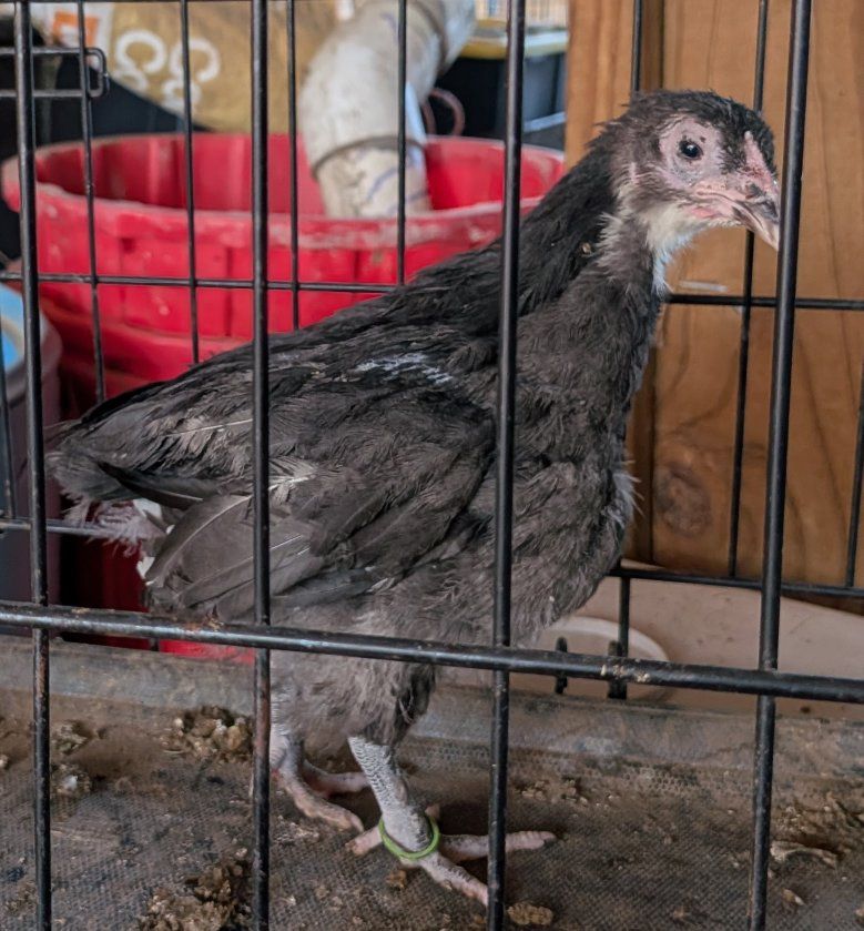 Olive Egger pullet, 8 weeks old