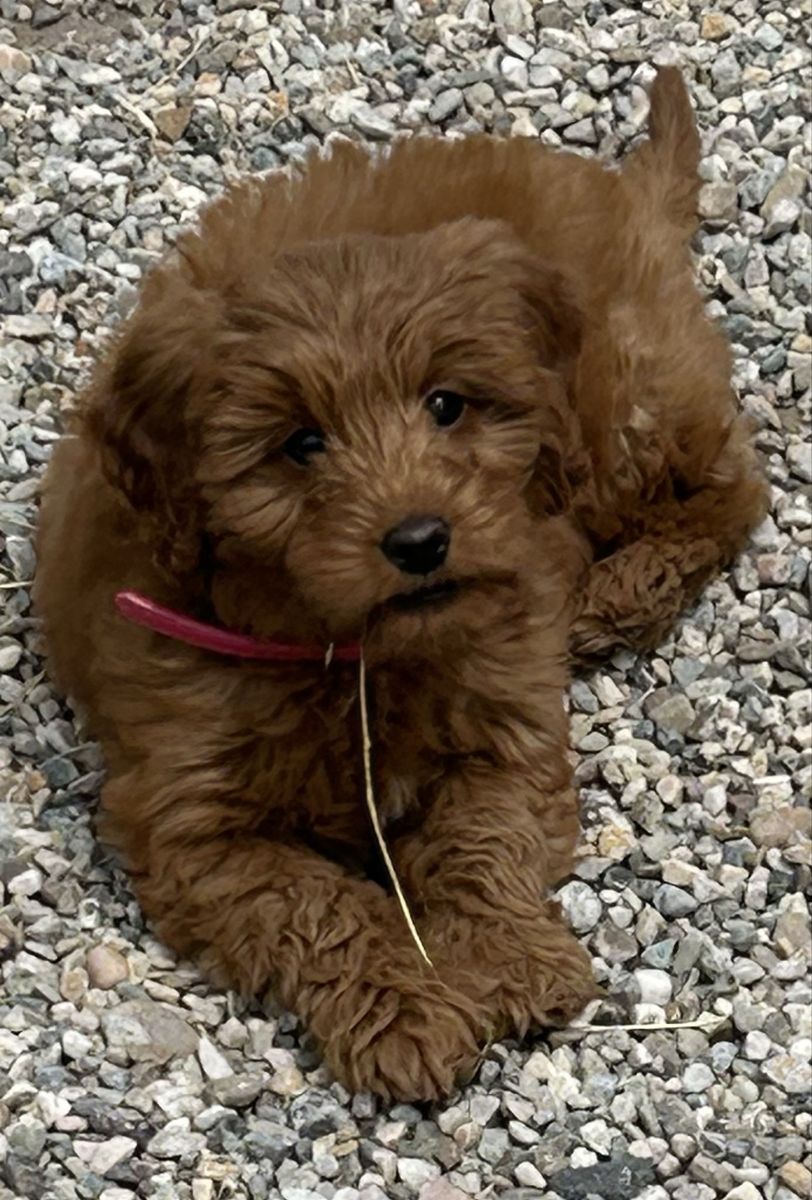 Adorable Goldendoodle Puppy - Female 4.5 months old.