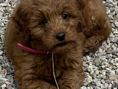 Adorable Goldendoodle Puppy - Female 4.5 months old.