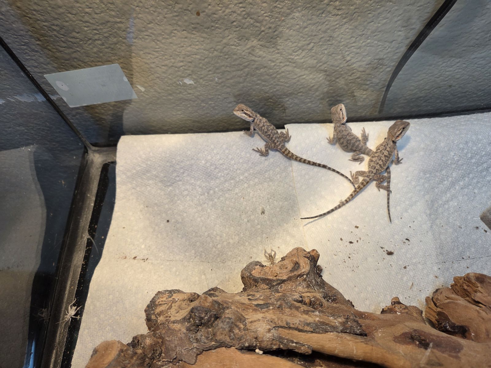 Baby Bearded Dragons
