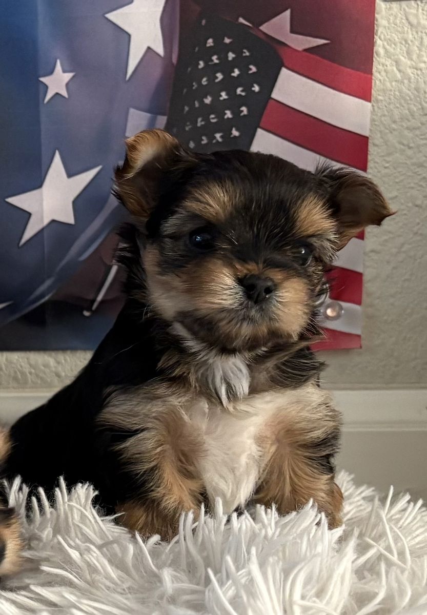 Yorkie puppies