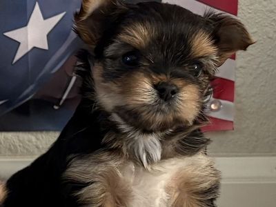 Yorkie puppies