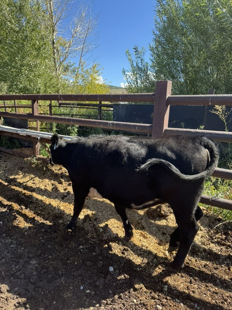 Bred Heifers