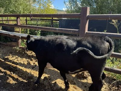 Bred Heifers