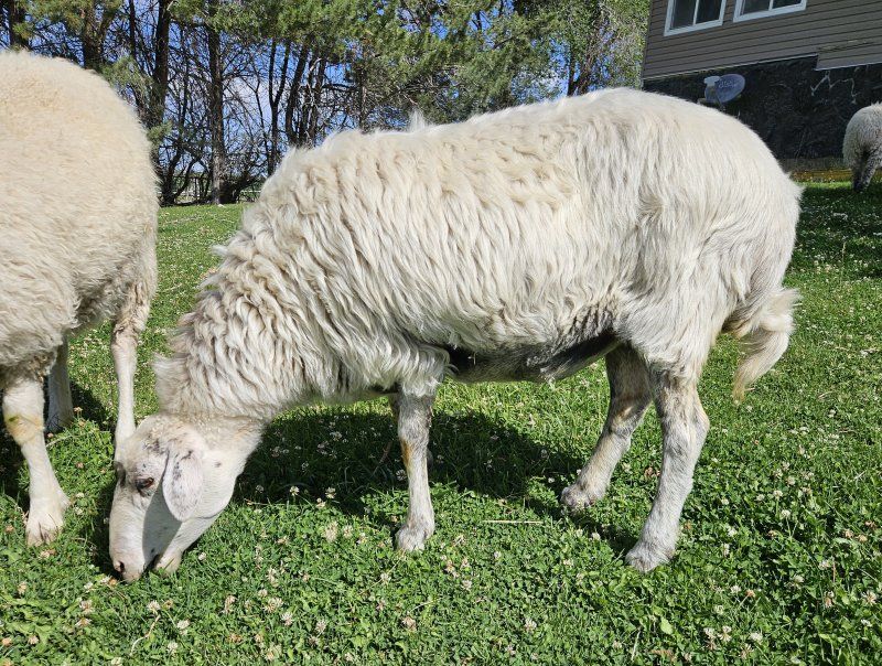 Fat tailed Awassi ewe. VERY friendly