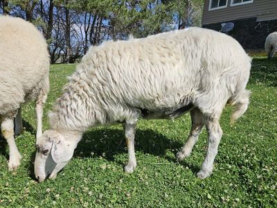 Fat tailed Awassi ewe. VERY friendly