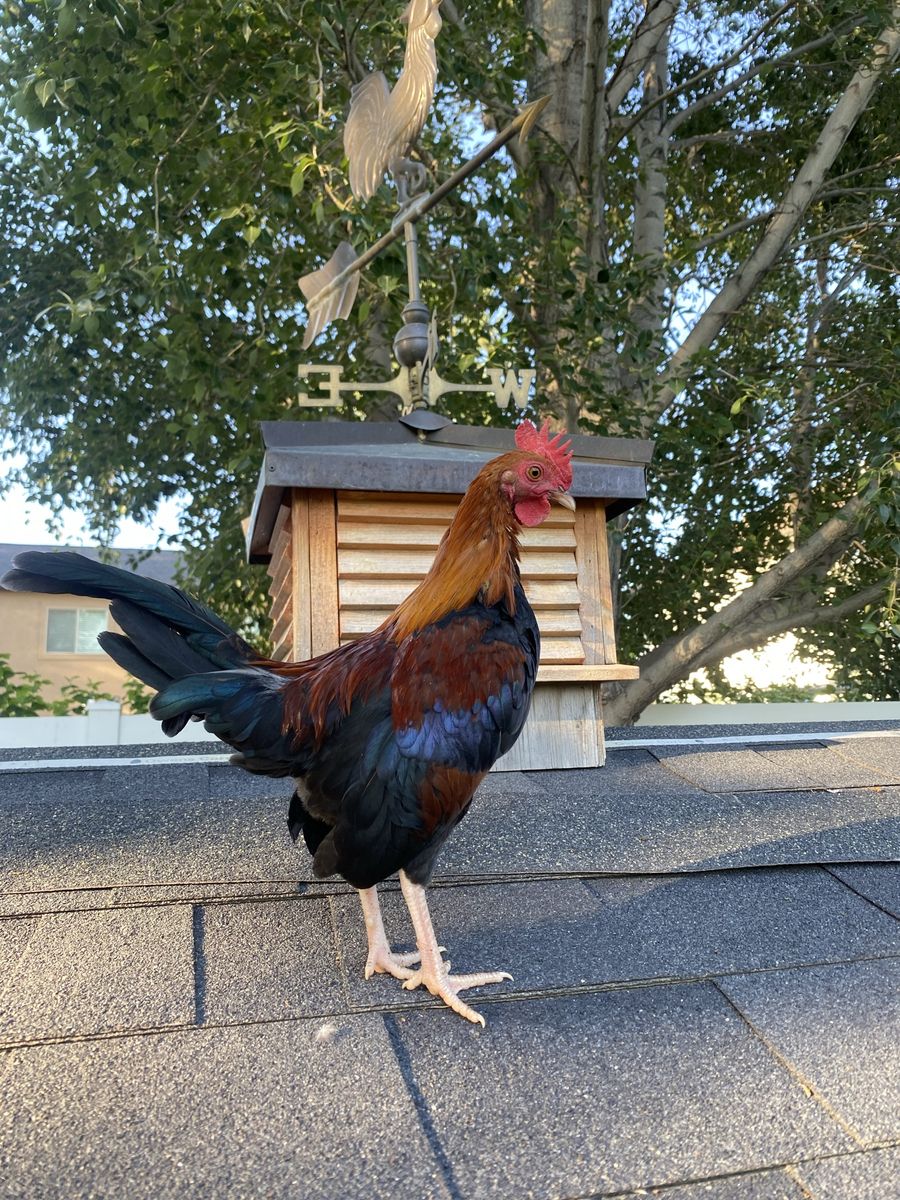 Dutch Bantam Rooster - Beautiful, Spring Hatch for Rehoming