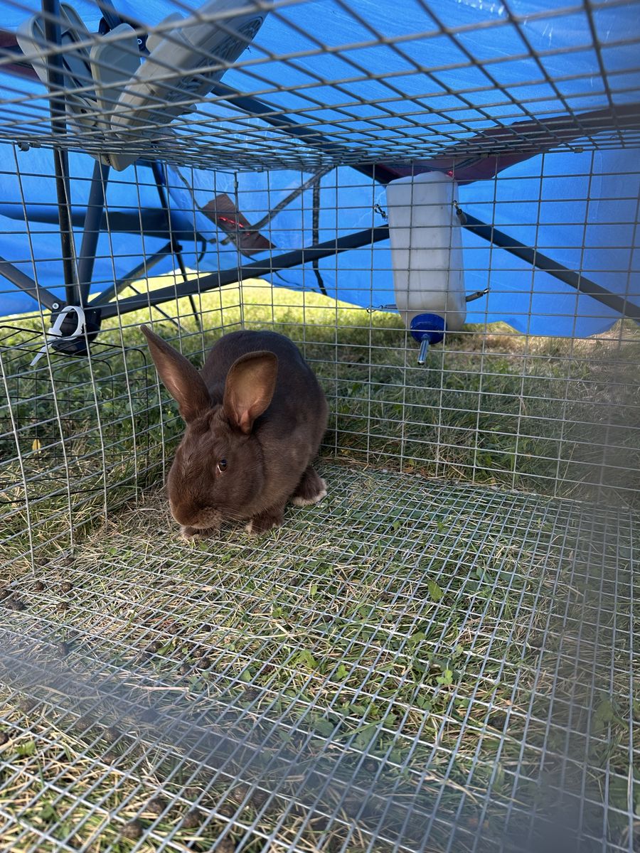 Chocolate and Black Rabbits - Does & Buck