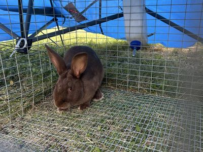 Chocolate and Black Rabbits - Does & Buck