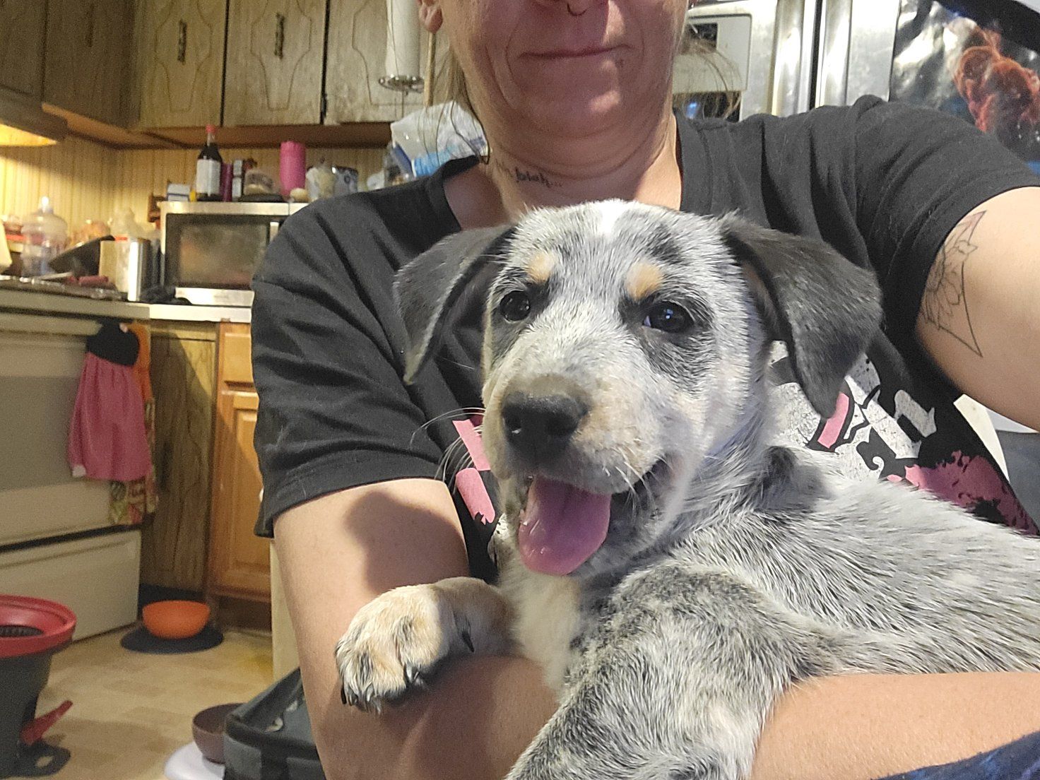 "Delilah" Female Blue Heeler 14wks $300