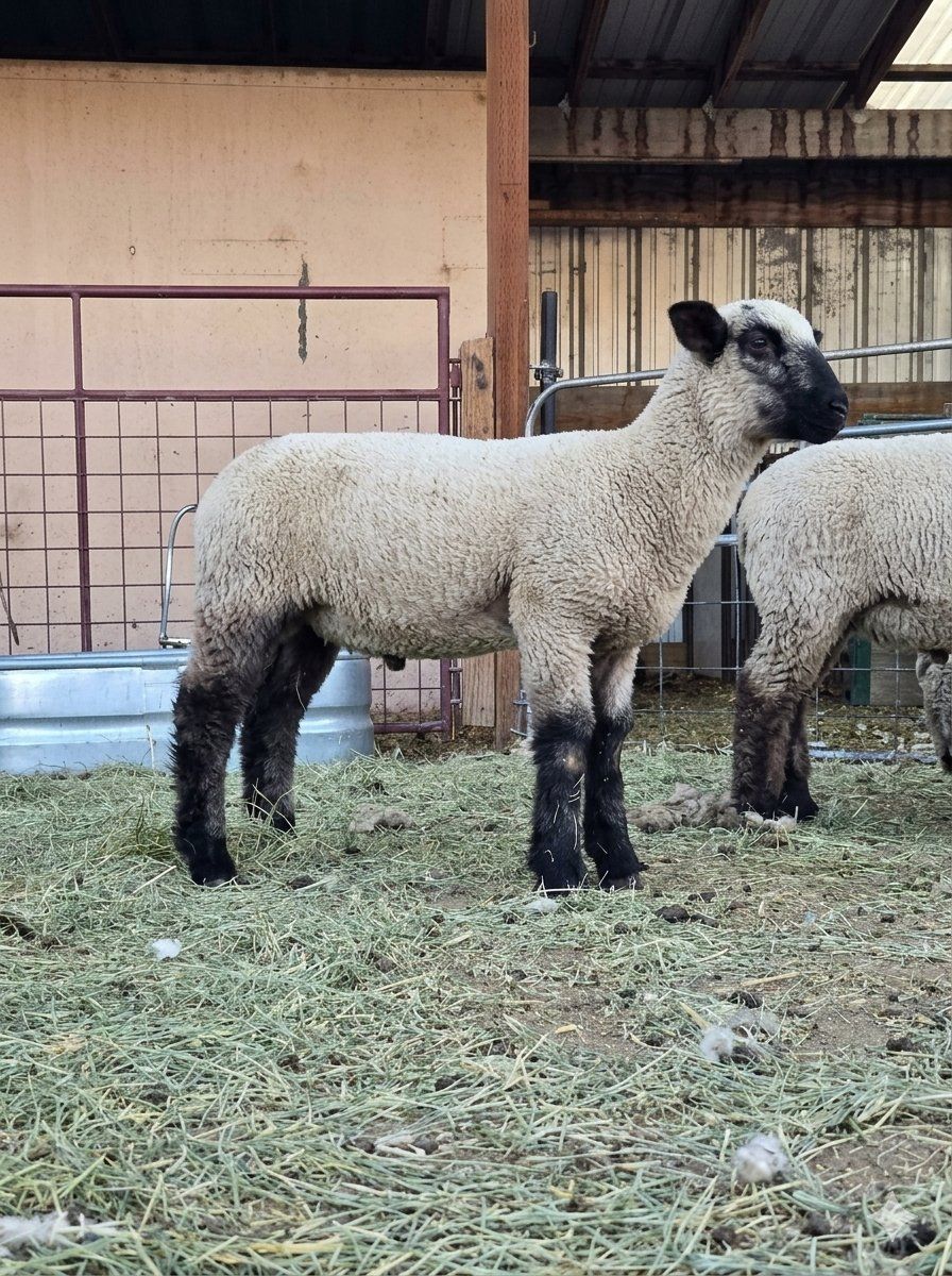 Club lambs/show lambs
