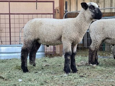 Club lambs/show lambs