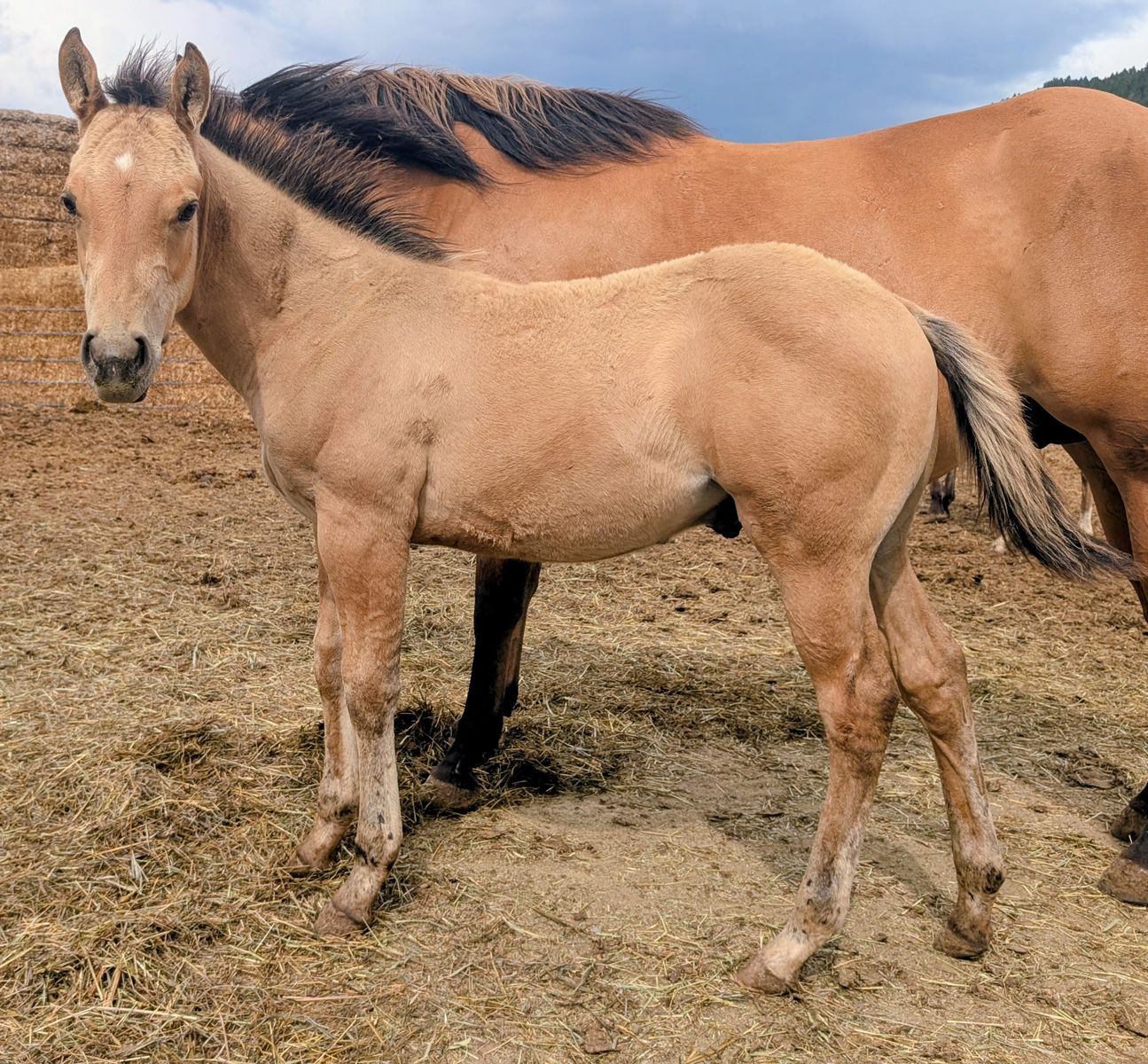 Dunskin Stud AQHA weanling