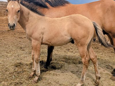 Dunskin Stud AQHA weanling