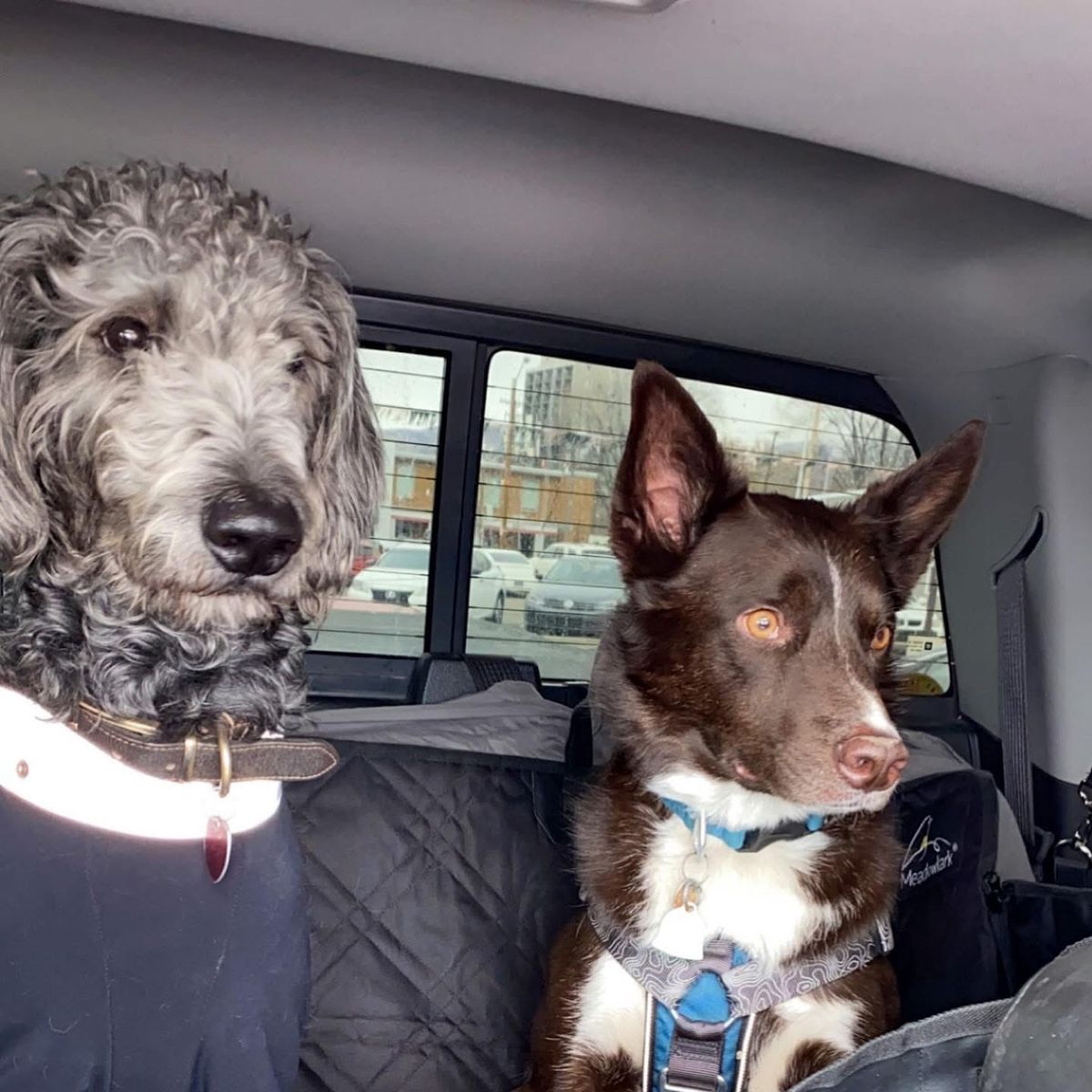 Dogs 