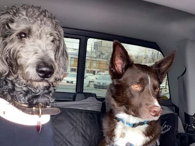 Dogs