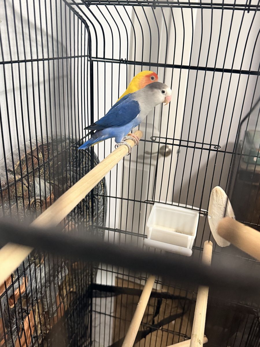 Two Vibrant Lovebirds: Blue female and Yellow male , Perched in Cage - Perfect Pet Companions