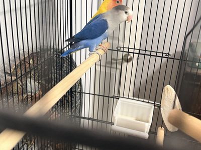 Two Vibrant Lovebirds: Blue female and Yellow male , Perched in Cage - Perfect Pet Companions