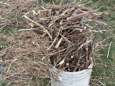 Kindling For CampFires
