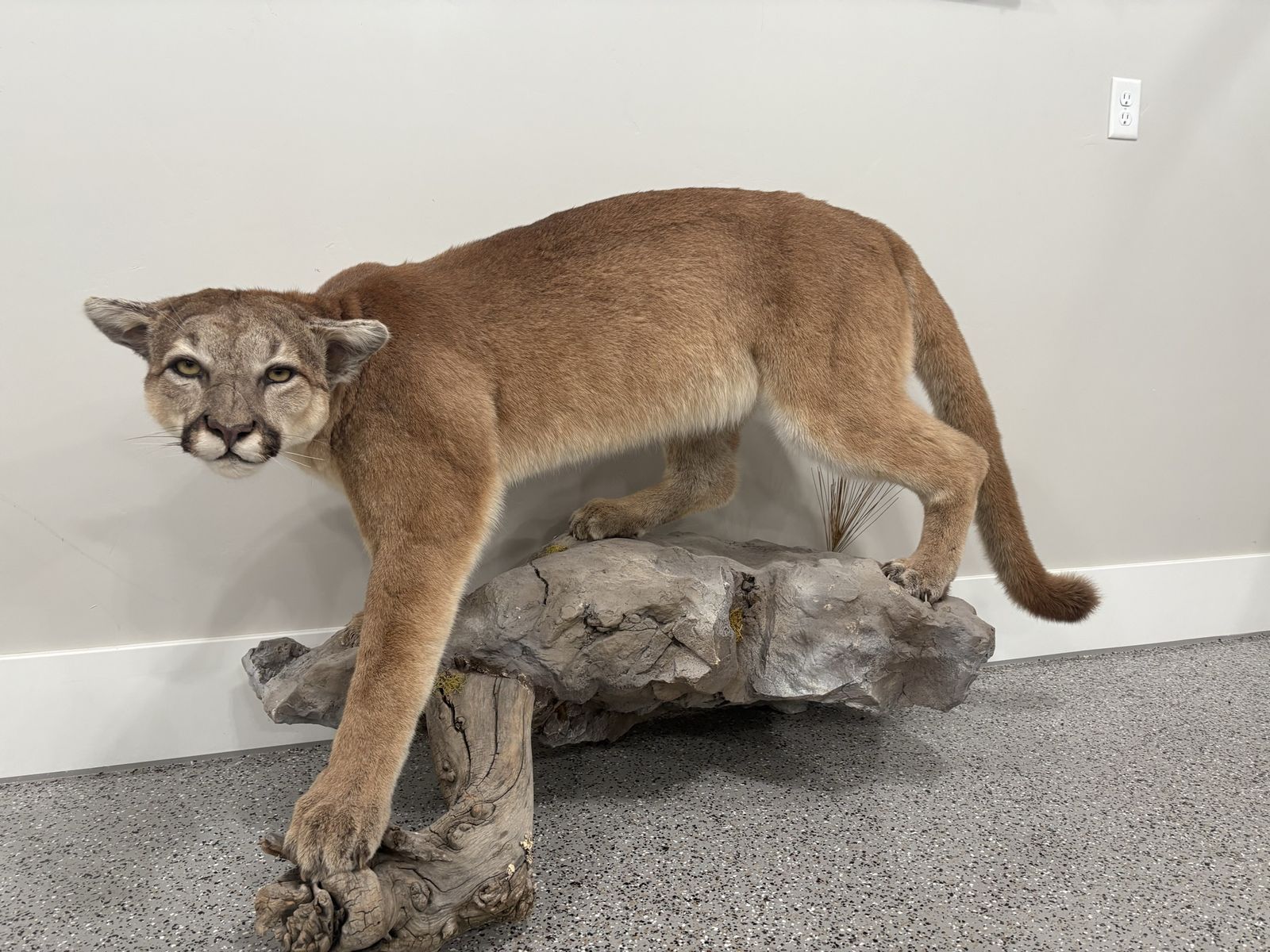 Cougar/Mountain Lion
