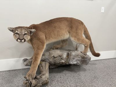 Cougar/Mountain Lion