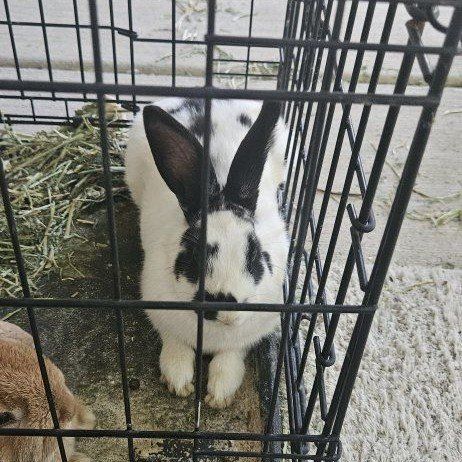 Male black and white spotted rabbit