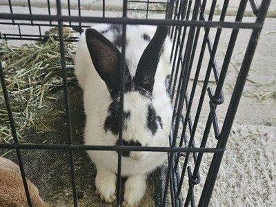 Male black and white spotted rabbit